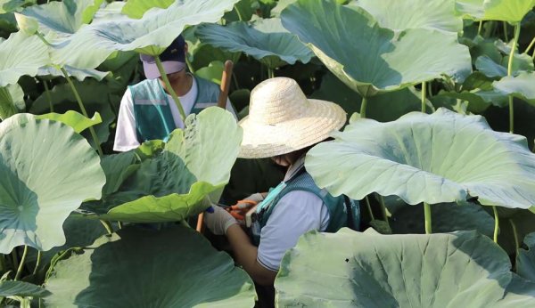 顺应网 “藕”遇病害，临科学子出手相助